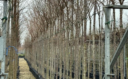 prunus subhirtella autumnalis